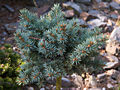 Picea pungens Stromovka IMG_4935 (VALENTA) Świerk kłujący